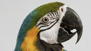 Билет на посещение выставки в ТРЦ LeoMall в зоопространстве «Зоо дзен»