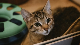 Посещение котокафе «Город кошек»