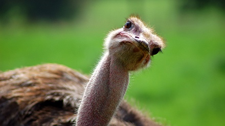 

Экскурсия по страусиной ферме от комплекса «Татарский страус»