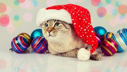 

Экскурсия и фотосессия с котиками в котокафе «Котофейня»