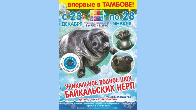 шоу байкальских котиков омск