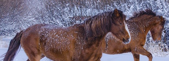 Конный двор Хутор