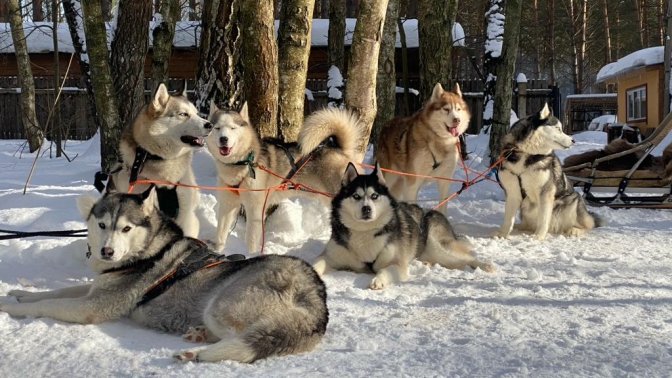 Догтрекинг с хаски