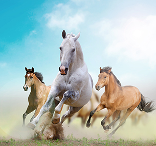 Конюшня Старая ферма