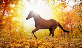 Конный клуб Spirit