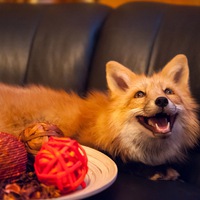 Кафе Лисья нора