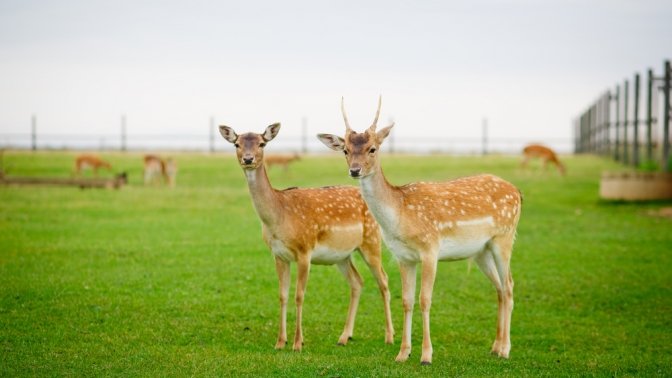 Посещение оленьей фермы