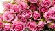 Цветы и подарки Миллион алых роз