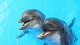 Развлекательные центры Передвижной дельфинарий