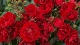 Цветы и подарки Саженцы кустовых роз