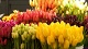Цветы и подарки Ярмарка тюльпанов