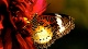 Развлекательные центры Выставка живых тропических бабочек