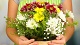 Цветы и подарки Lily Flowers