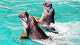 Развлекательные центры Шоу дельфинов в Купчино