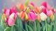 Цветы и подарки Весенние тюльпаны