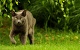 Домашние животные Серый кот