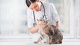 Домашние животные Скорая ветеринарная помощь