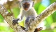 Зоопарки и общение с животными Планета обезьян
