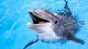 Развлекательные центры Архипо-Осиповский дельфинарий
