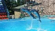 Развлекательные центры Джубгинский дельфинарий