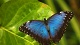 Развлекательные центры Выставка тропических бабочек