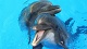 Зоопарки и общение с животными Большой Сочинский дельфинарий