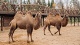Зоопарки и общение с животными Изумрудный лес