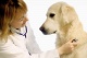 Ветеринарные клиники Друг
