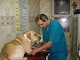 Ветеринарные клиники Ветеринарная клиника, ИП Буйлова 